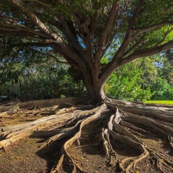 Content Isn’t About Vanity. It’s About Growth.